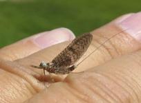 MayFly
