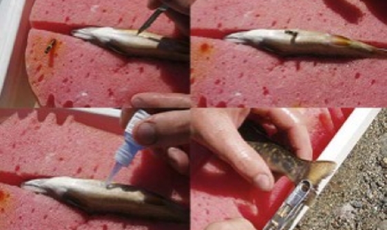 PITimplant